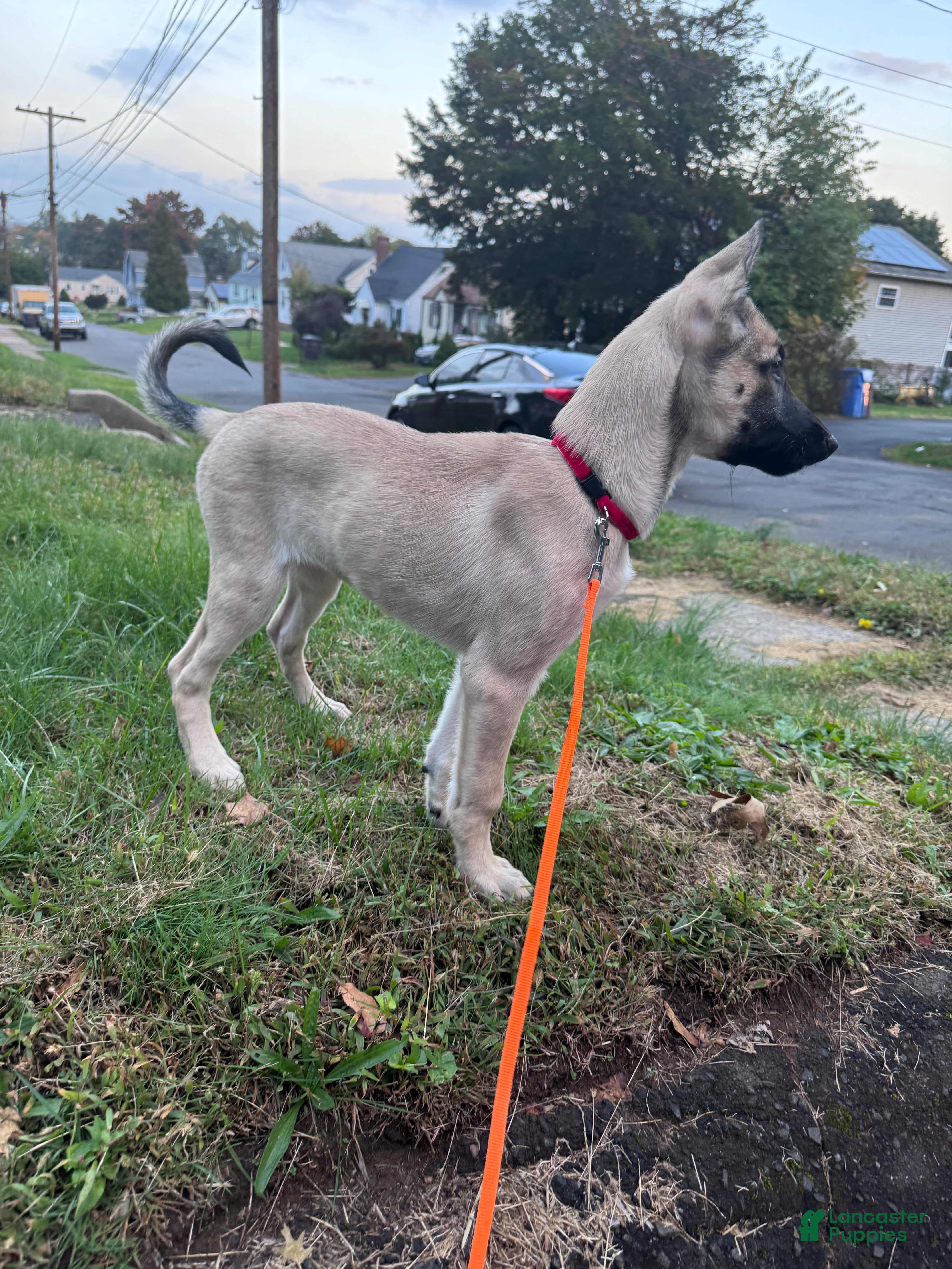 Mixed Breed dogs for sale: Stella - Ad 3