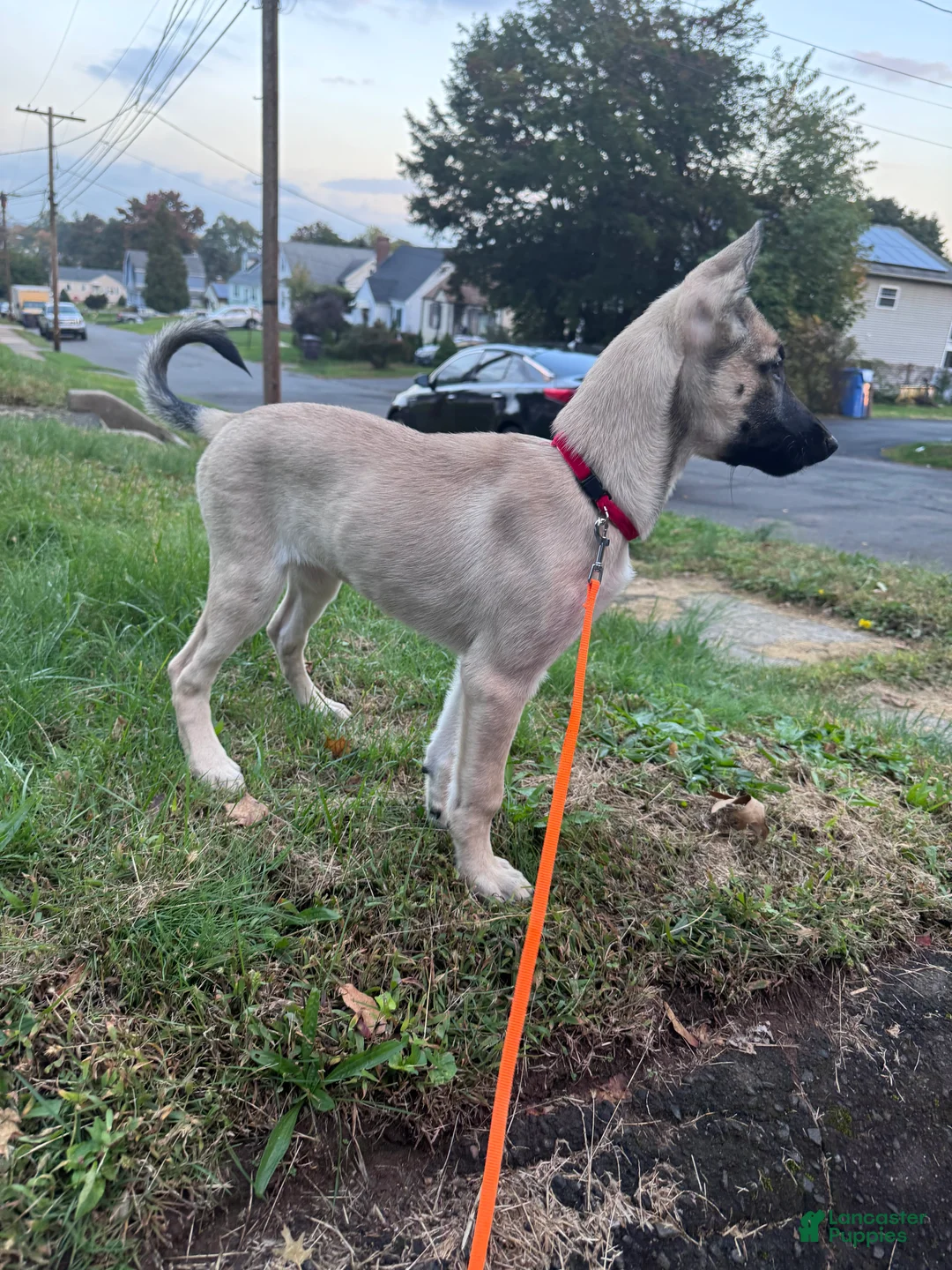 Mixed Breed dogs for sale: Stella - Ad 1