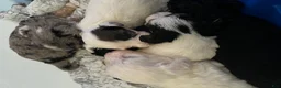 Mixed Breed dogs for sale: Tank - Ad 9