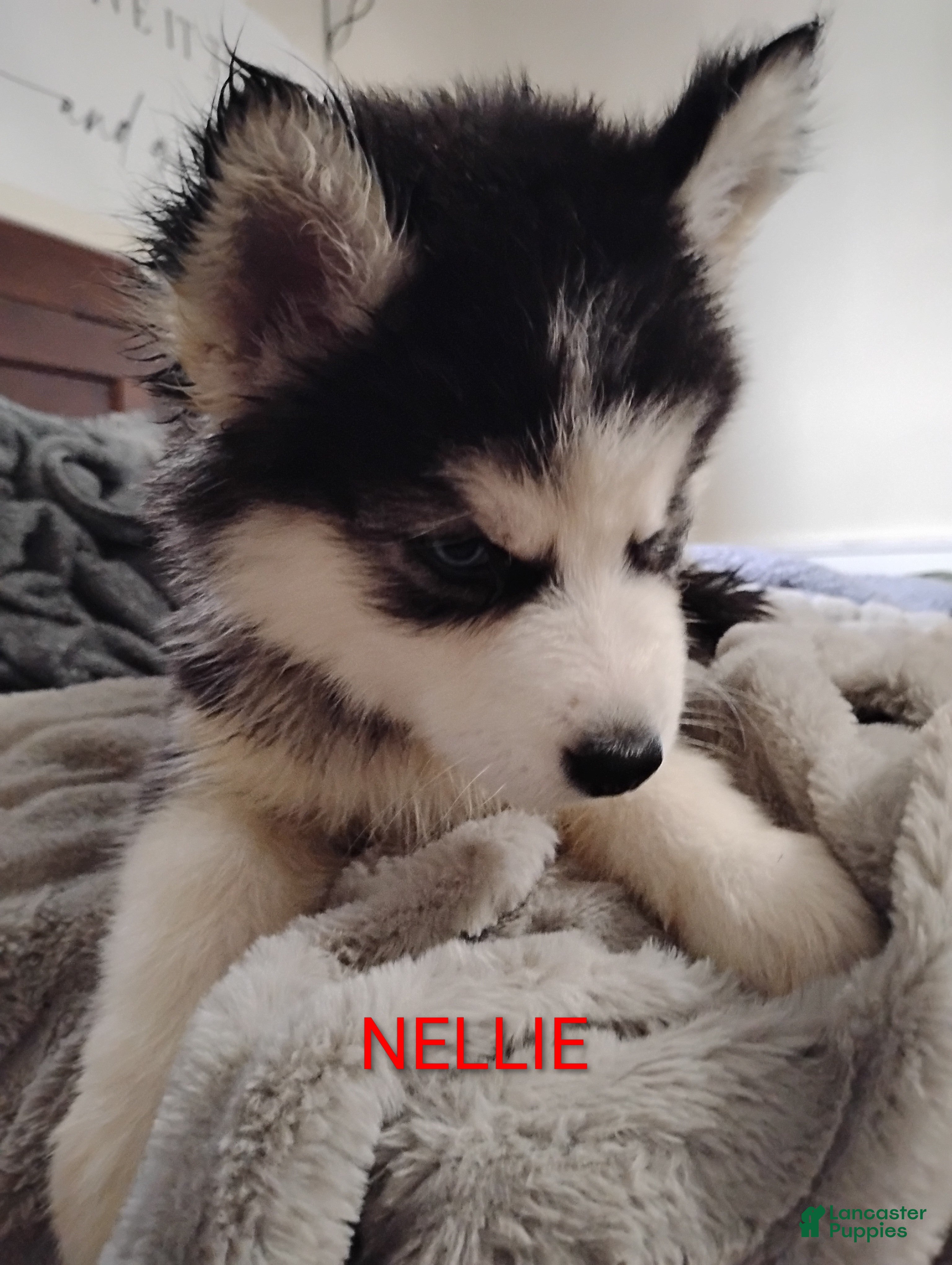 Siberian Husky dogs Nellie  - Ad 35