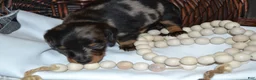 Dachshund dogs for sale: Smokey - Ad 3