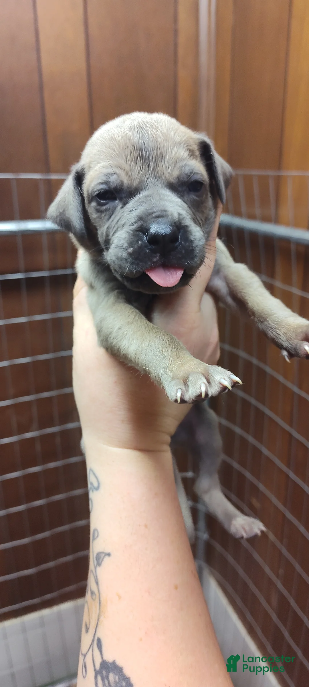 Great Dane dogs for sale: Great Dane Puppy 10 - Ad 1