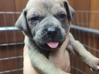 Great Dane dogs Great Dane Puppy 10 - Ad 7