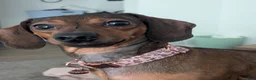 Dachshund dogs for sale: Dasher - Ad 8