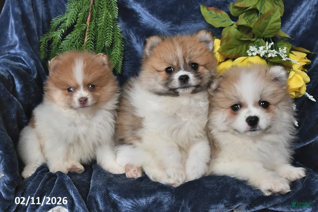 Pomeranian dogs for sale: Rose - Ad 5