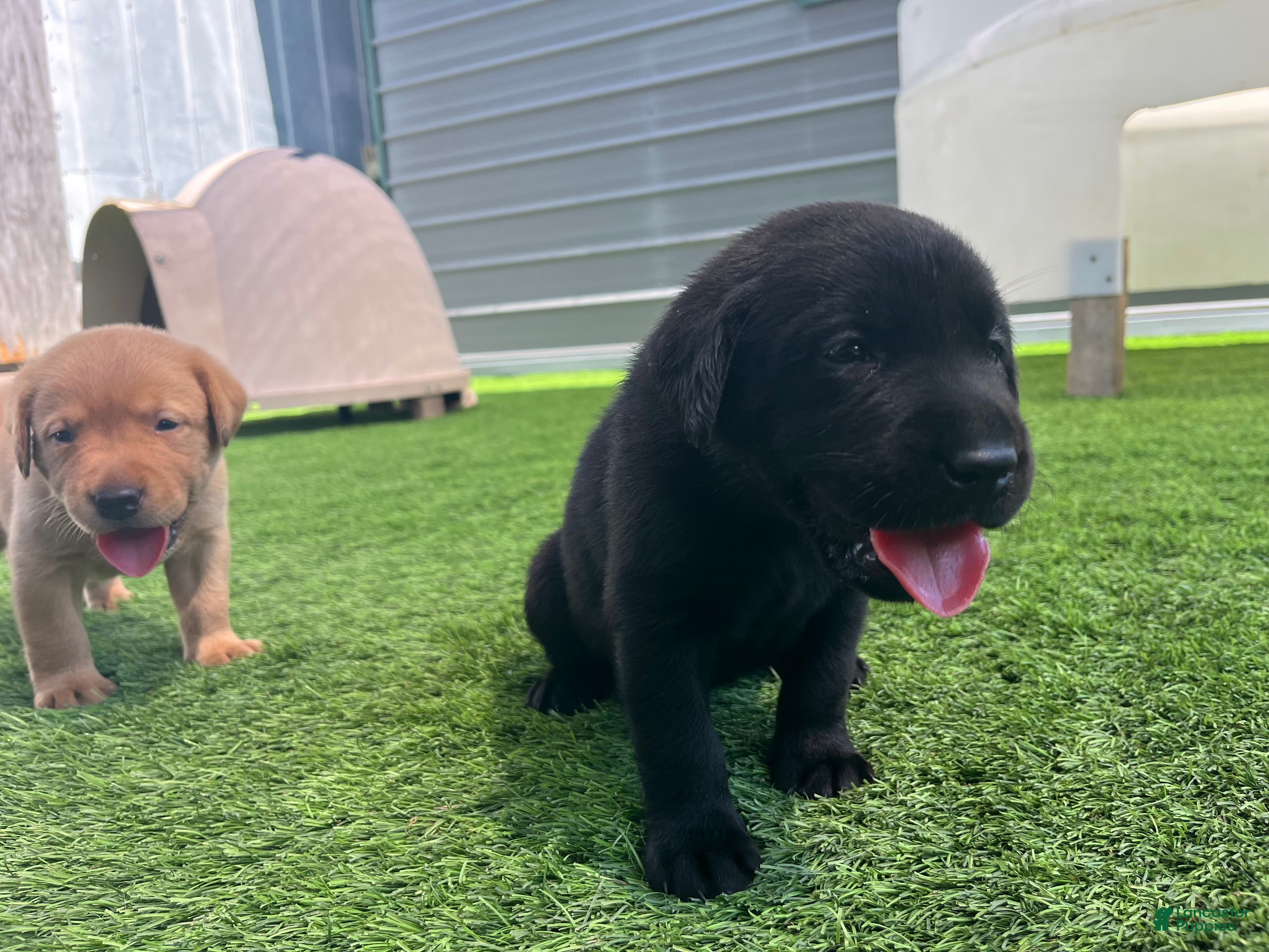 Labrador Retriever dogs for sale: Pretzel Blk Female - Ad 3