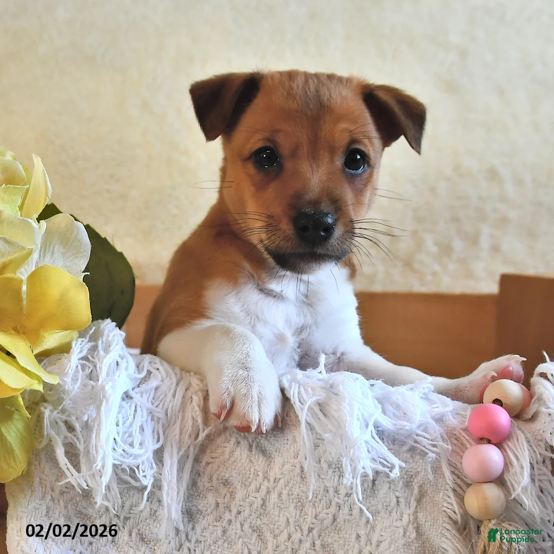 Jack Russell Terrier dogs for sale: Puddles  - Ad 3