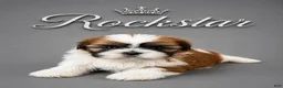 Shih Tzu dogs for sale: Rockstar  - Ad 1