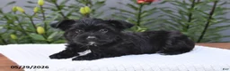 Yorkiepoo dogs for sale: Milo - Ad 5