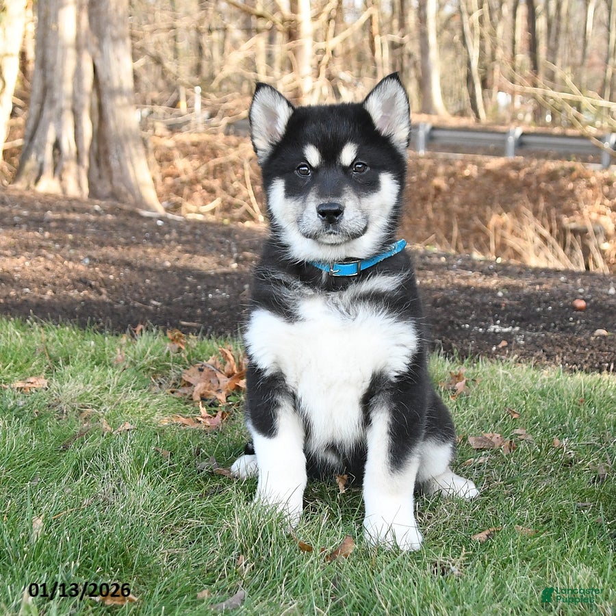 Alaskan Malamute dogs Scarlet - Ad 2