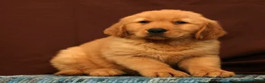 Evan