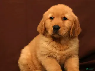 Golden Retriever dogs for sale: Evan - Ad 4