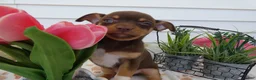 Chihuahua dogs for sale: Chihuahua Puppy 4 Rocko - Ad 2