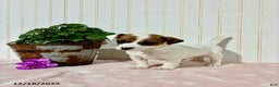 Jack Russell Terrier dogs for sale: Macy - Ad 1