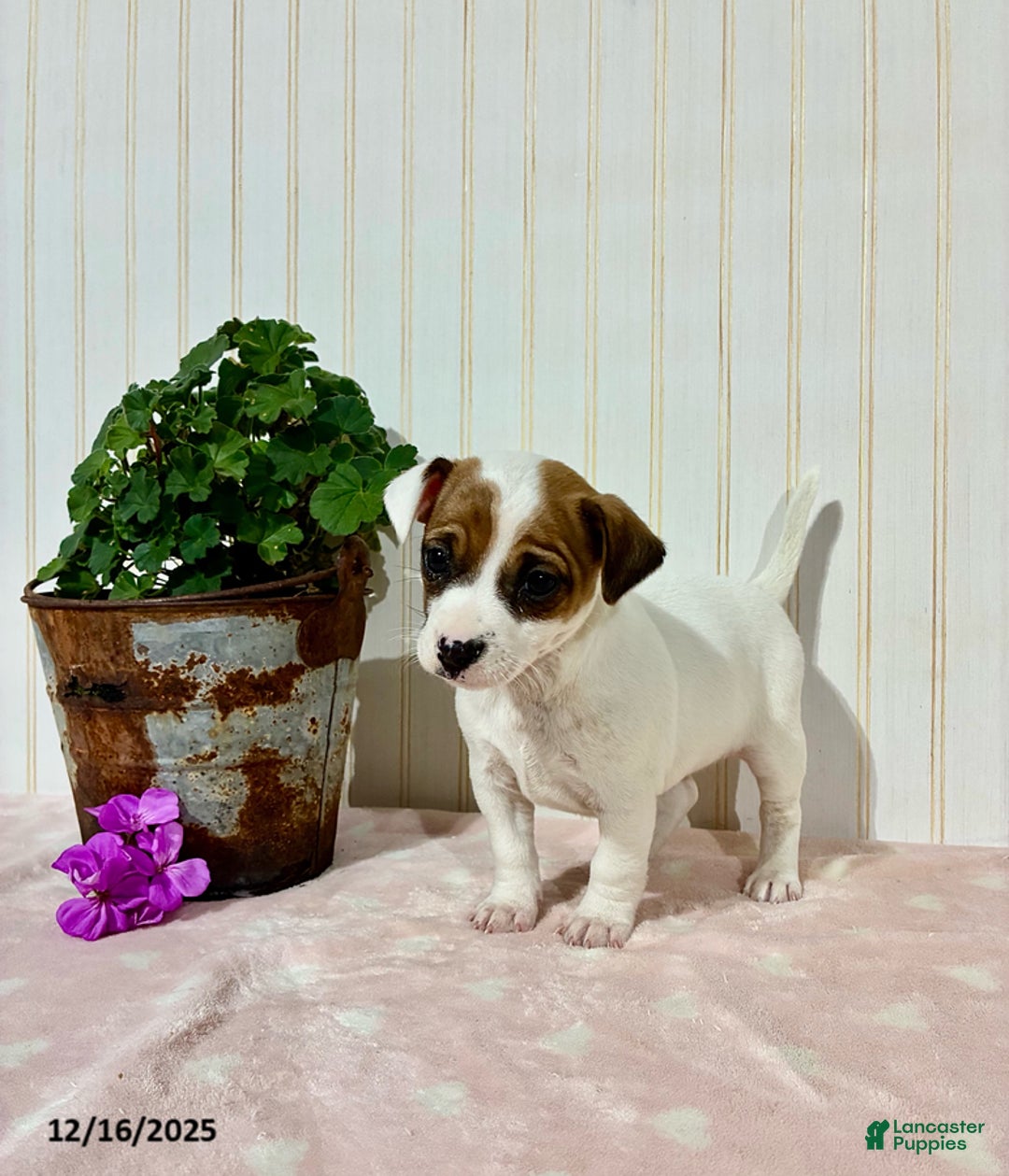 Jack Russell Terrier dogs for sale: Macy - Ad 1
