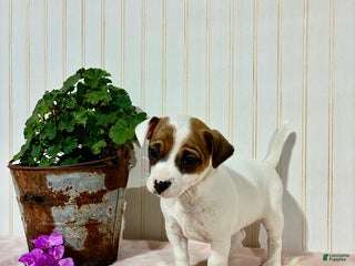 Jack Russell Terrier dogs Macy - Ad 1