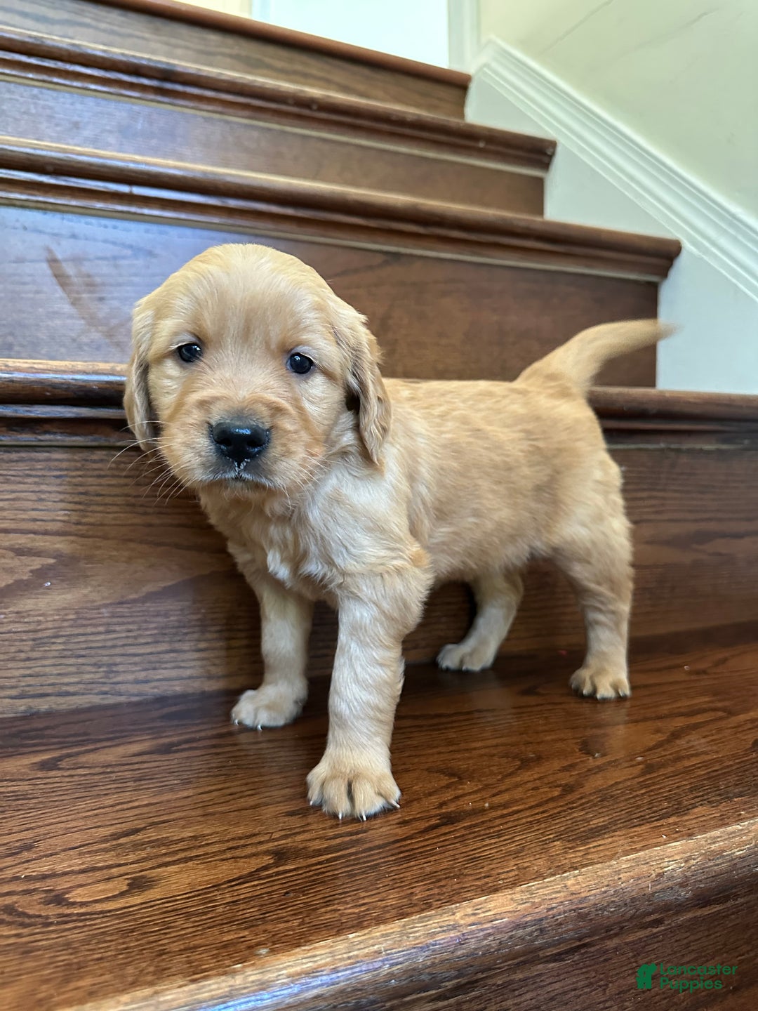 Golden Retriever dogs for sale: Eve - Ad 8