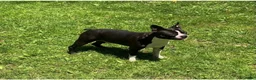 Boston Terrier dogs for sale:  Willow - Ad 9