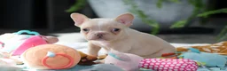 French Bulldog dogs for sale: Jared - Ad 10
