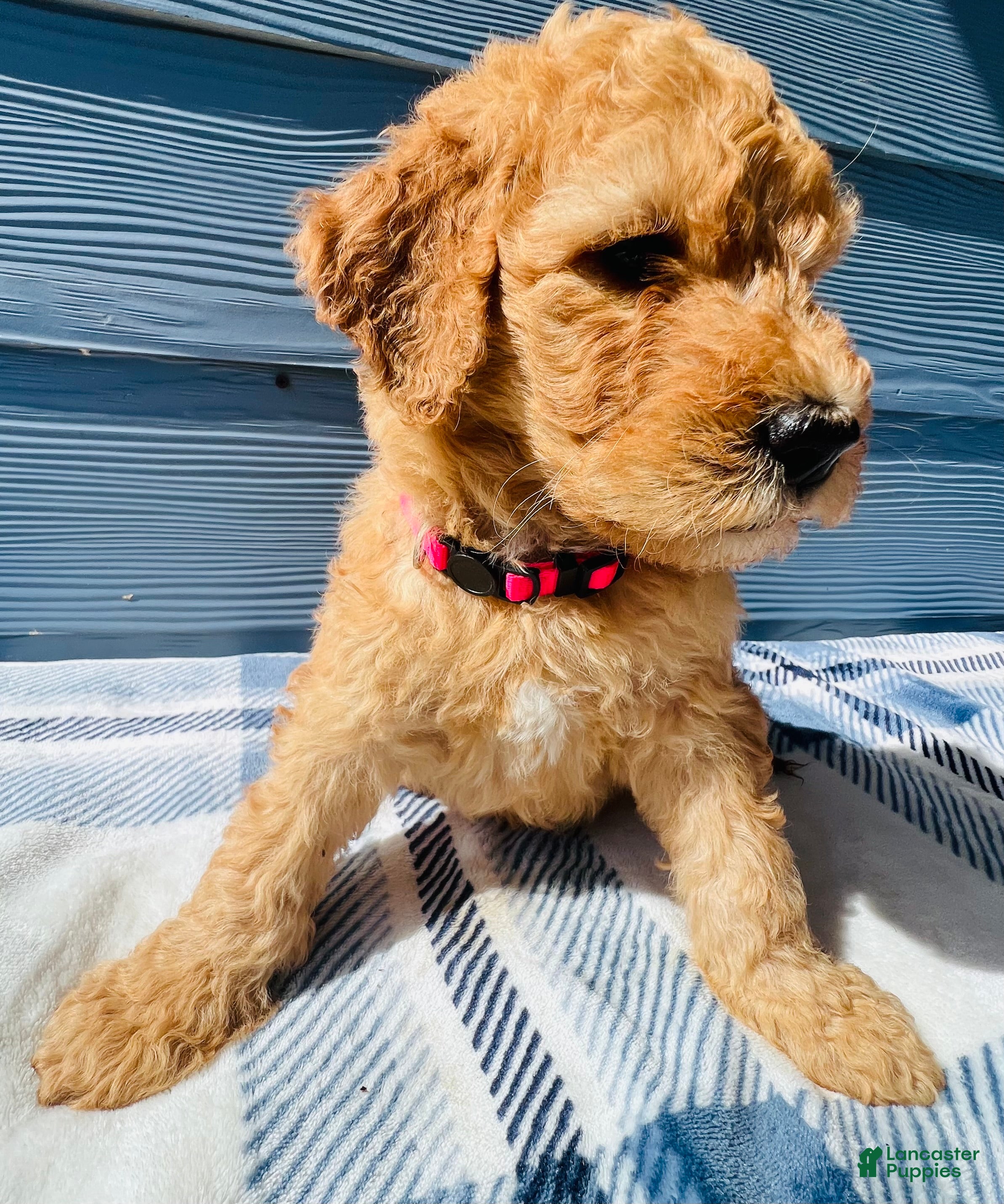 Goldendoodle dogs for sale: The Little Princess - Ad 2