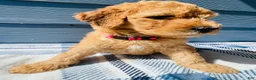 Goldendoodle dogs for sale: The Little Princess - Ad 2
