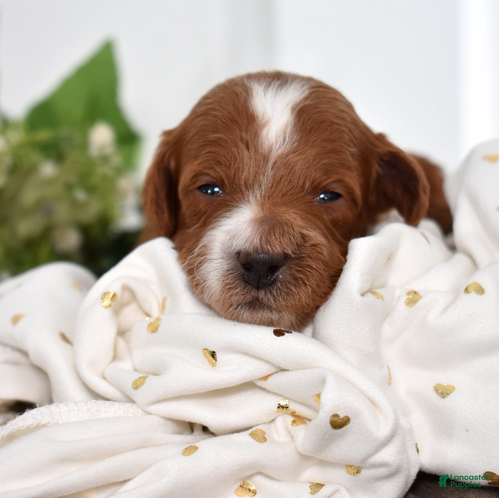 Toy Poodle dogs Parker  - Ad 2