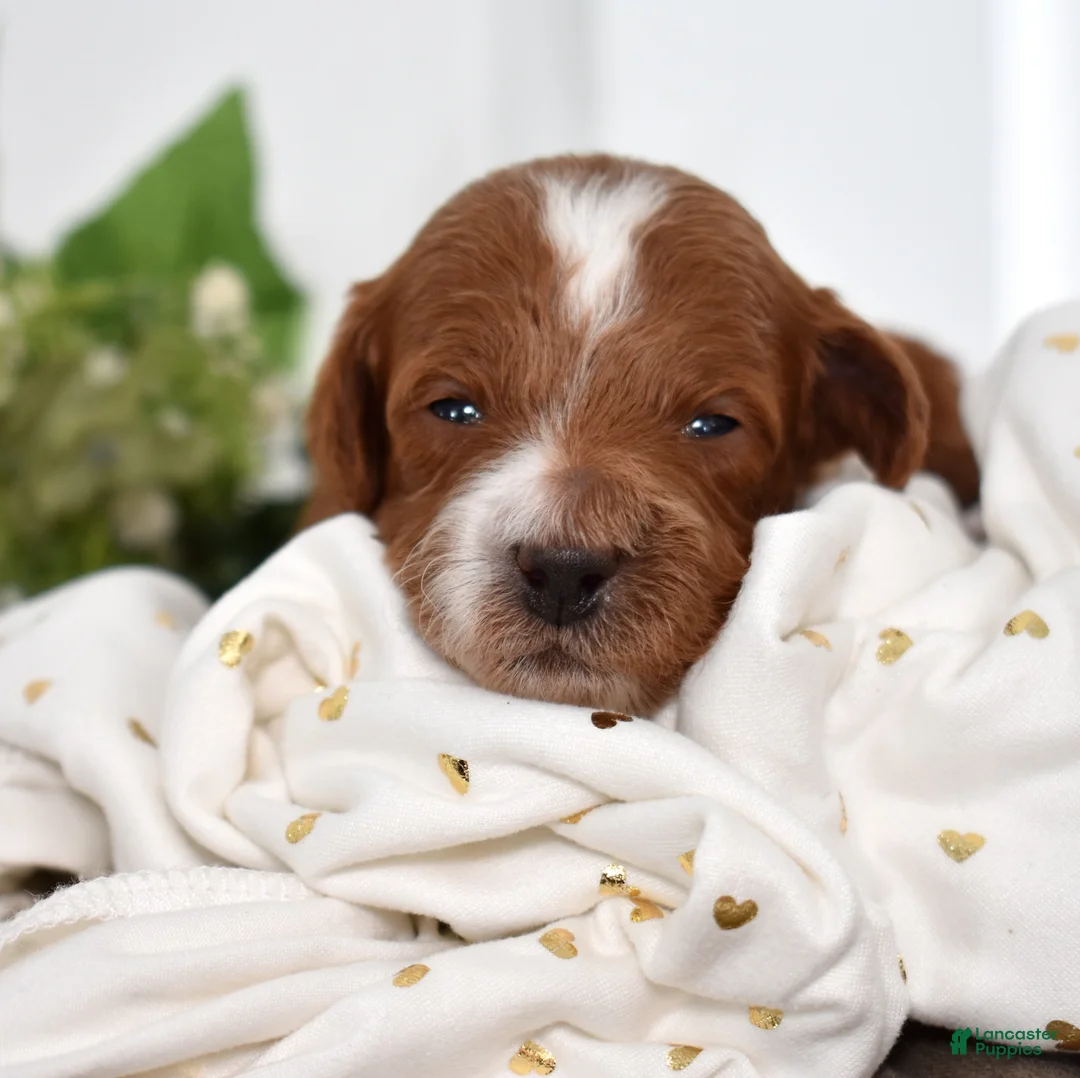 Toy Poodle dogs for sale: Parker  - Ad 2