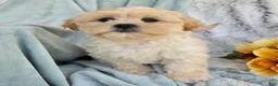 Shihpoo dogs for sale: Marshmallow - Ad 3