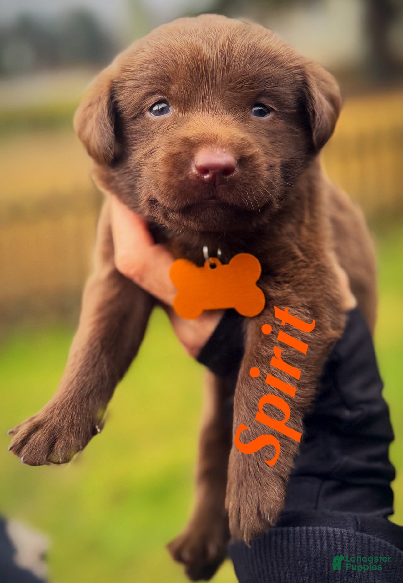 Labrador Retriever dogs Labrador Retriever Puppy 1 - Ad 1