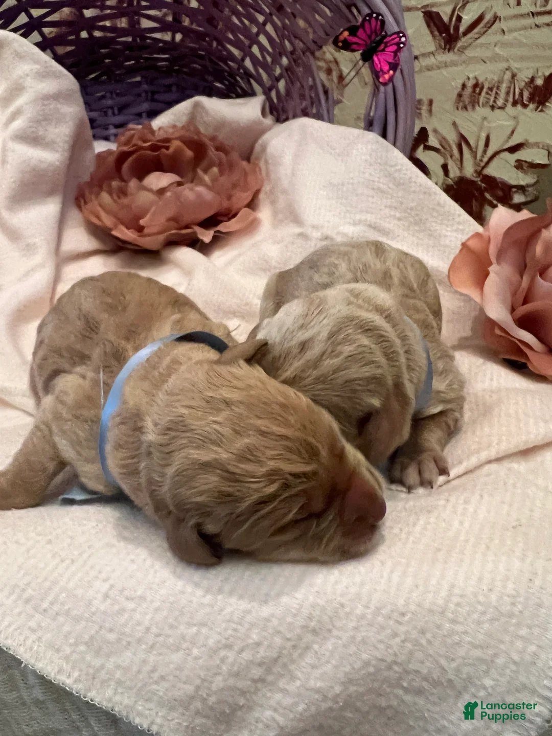 Labradoodle dogs for sale: Labradoodle Puppy 5 - Ad 2