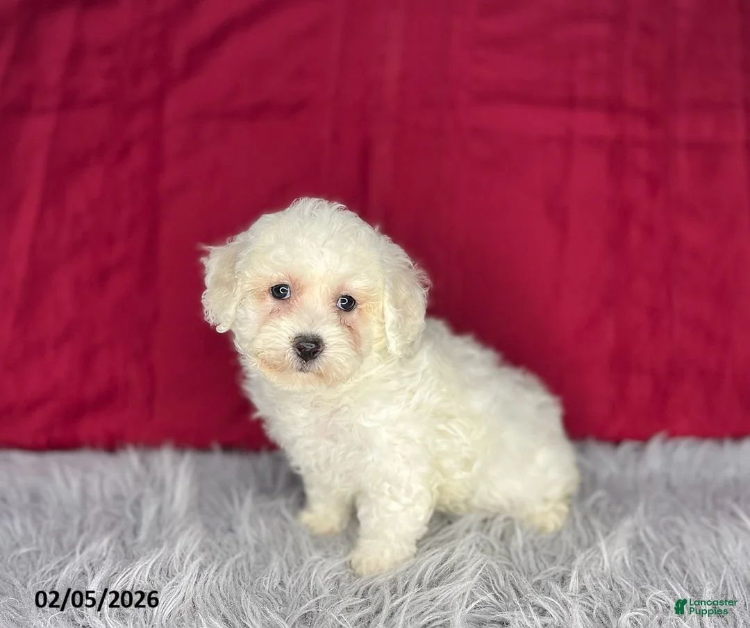 Bichon Frise dogs for sale: Misty - Ad 2