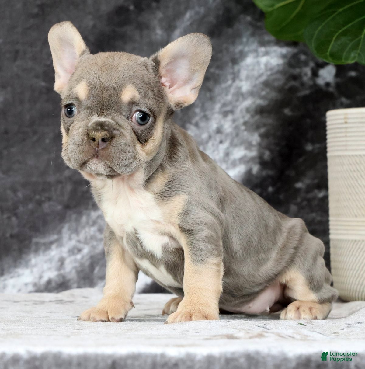 French Bulldog dogs Blaire - Ad 2