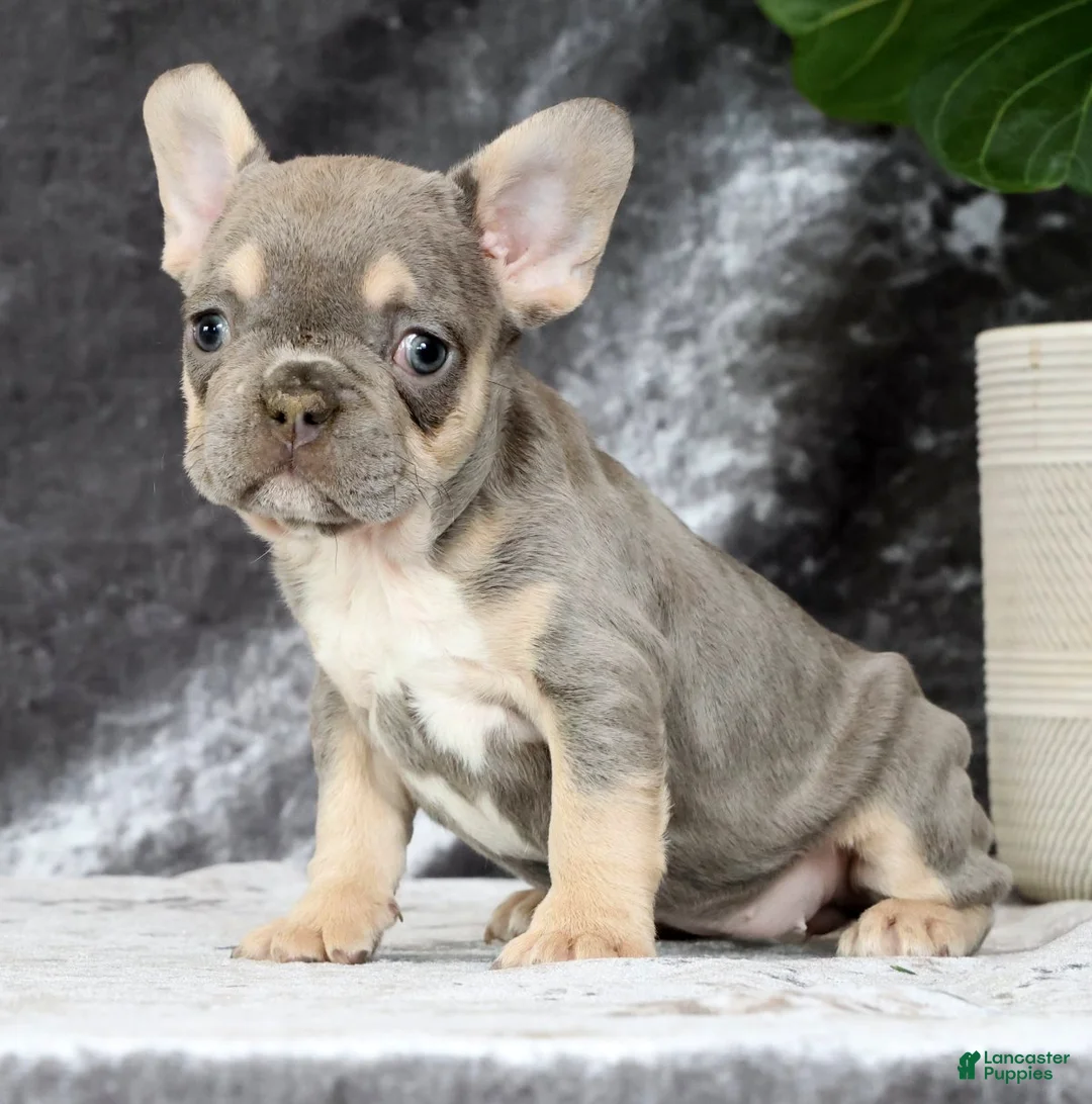 French Bulldog dogs for sale: Blaire - Ad 2