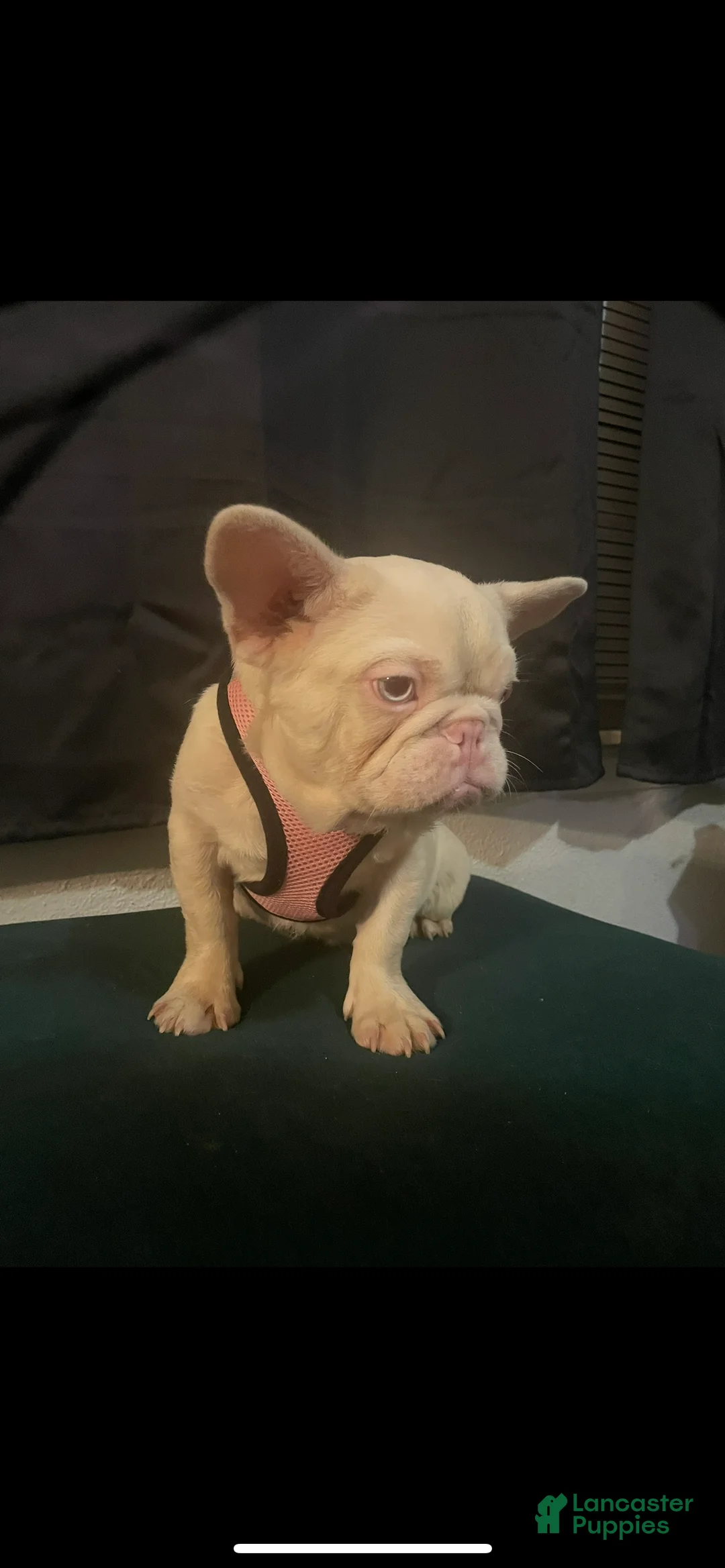 French Bulldog dogs for sale: Yang the Pink Micro - Ad 5