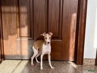 Italian Greyhound dogs Italian Greyhound Puppy 1 - Ad 17