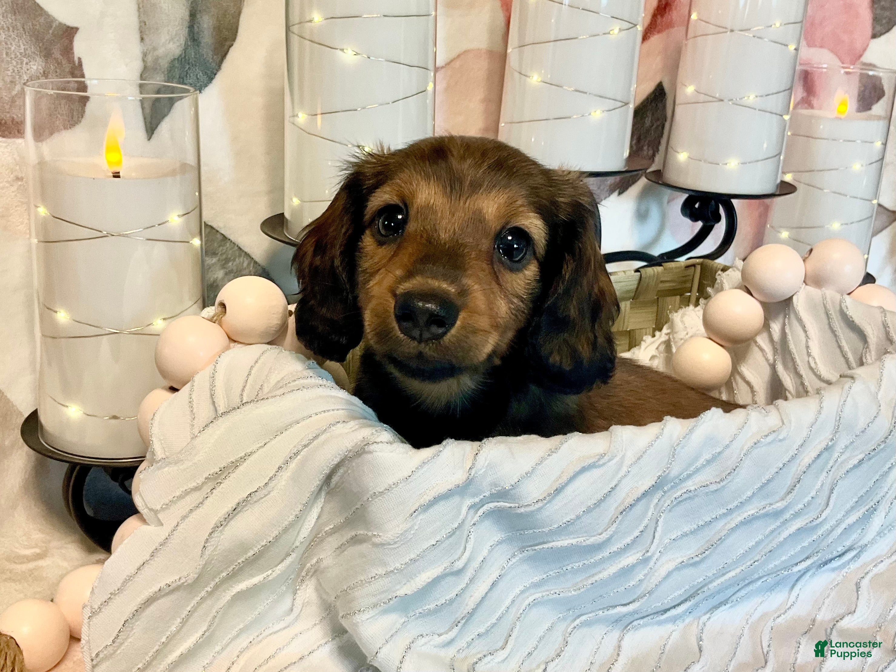 Miniature Dachshund dogs Lexi - Ad 2