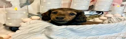 Miniature Dachshund dogs for sale: Lexi - Ad 2