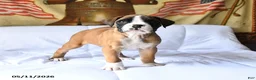 Boxer dogs for sale: Bentley - Ad 3