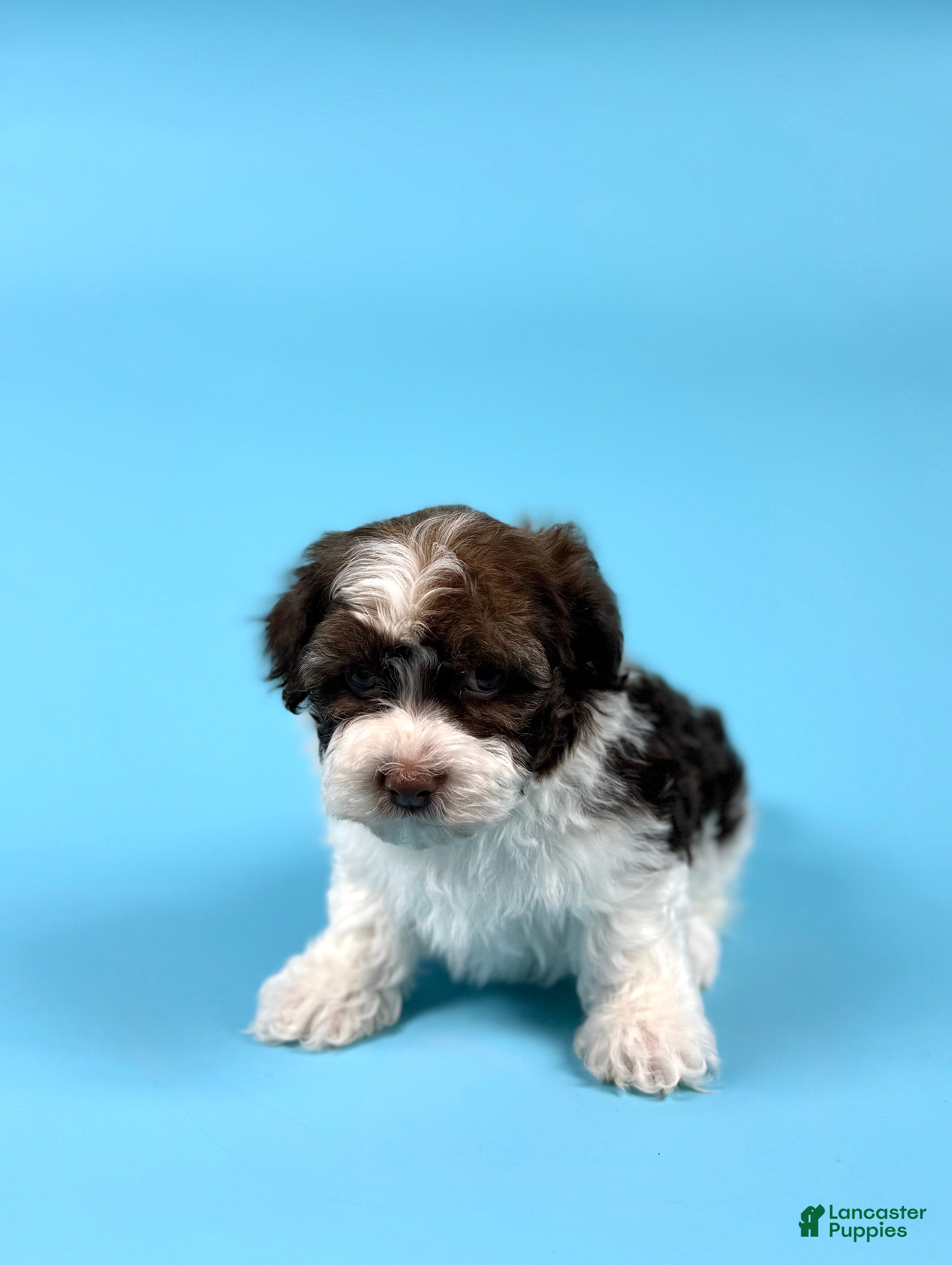 Havanese dogs YATES - Ad 1
