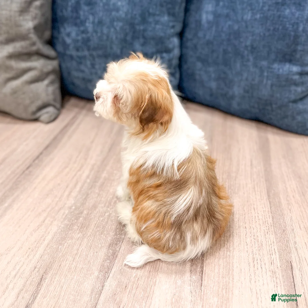 Havanese dogs for sale: Harvey - Ad 2