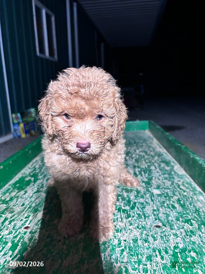 Miniature Poodle dogs Jack - Ad 1
