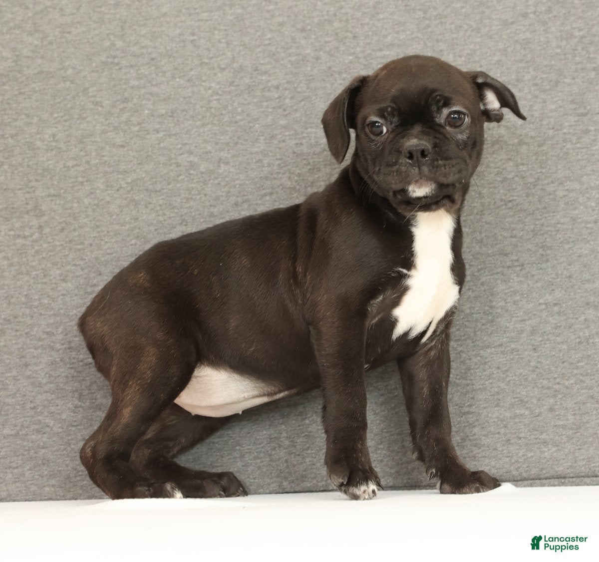 Frenchton dogs Eggnog - Ad 31