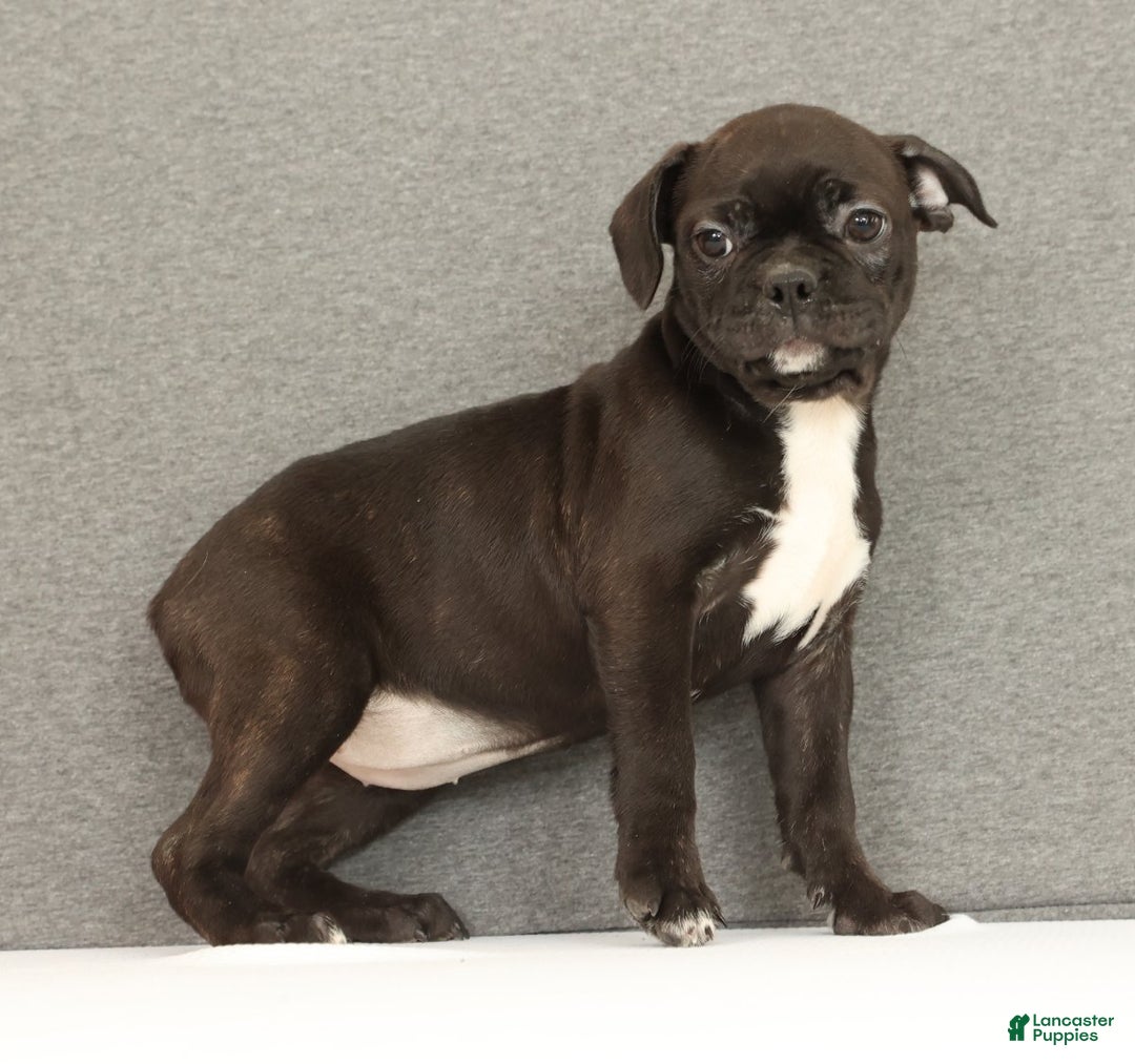 Frenchton dogs for sale: Eggnog - Ad 1