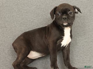 Frenchton dogs Eggnog - Ad 19