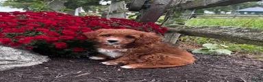 Una 