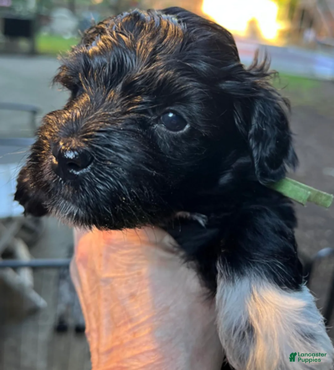 Miniature Schnauzer dogs for sale: Billy (green collar) - Ad 6