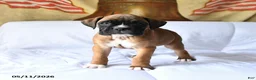 Boxer dogs for sale: Bailey - Ad 4