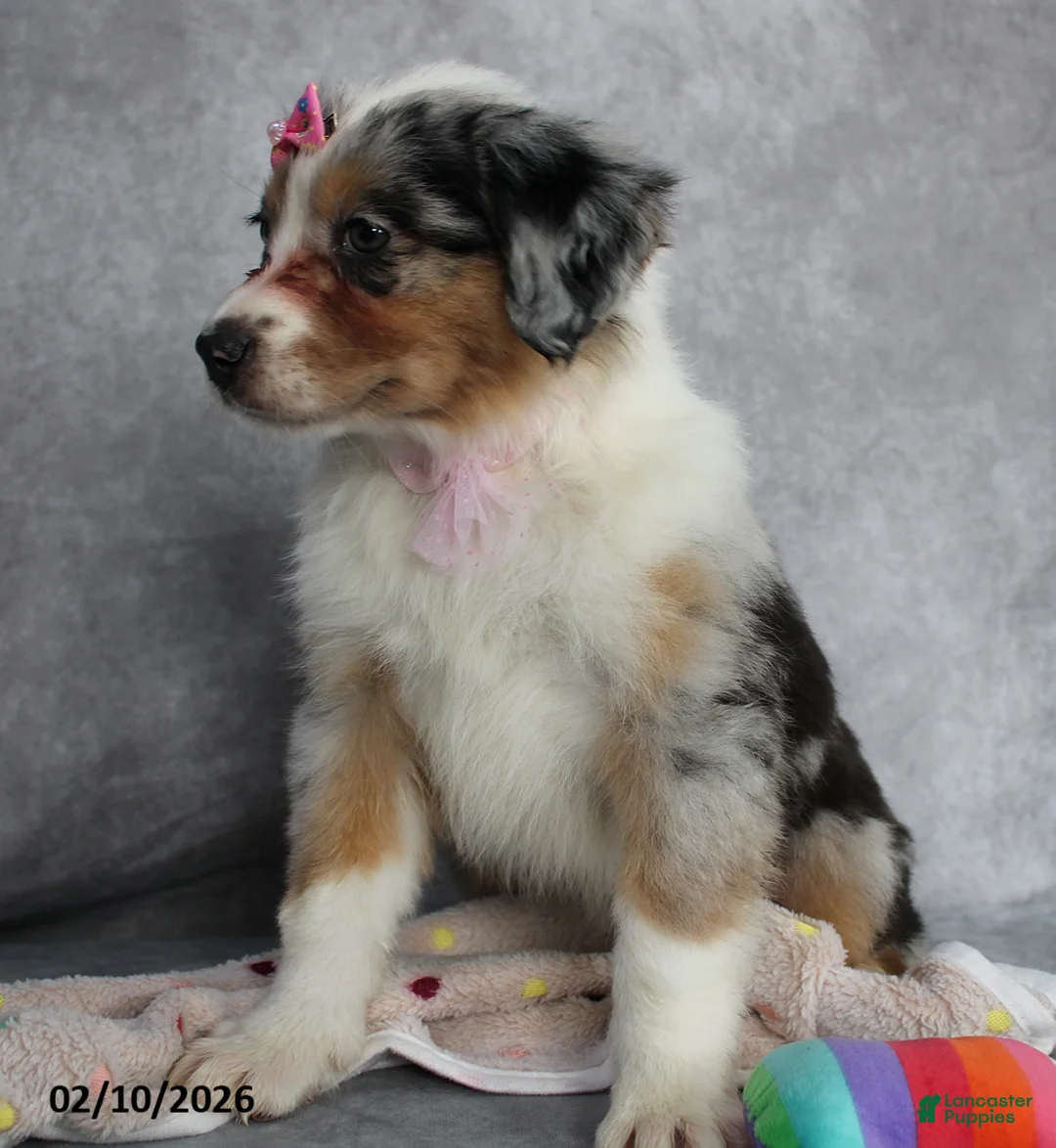 Australian Shepherd dogs for sale: Poppy - Ad 4