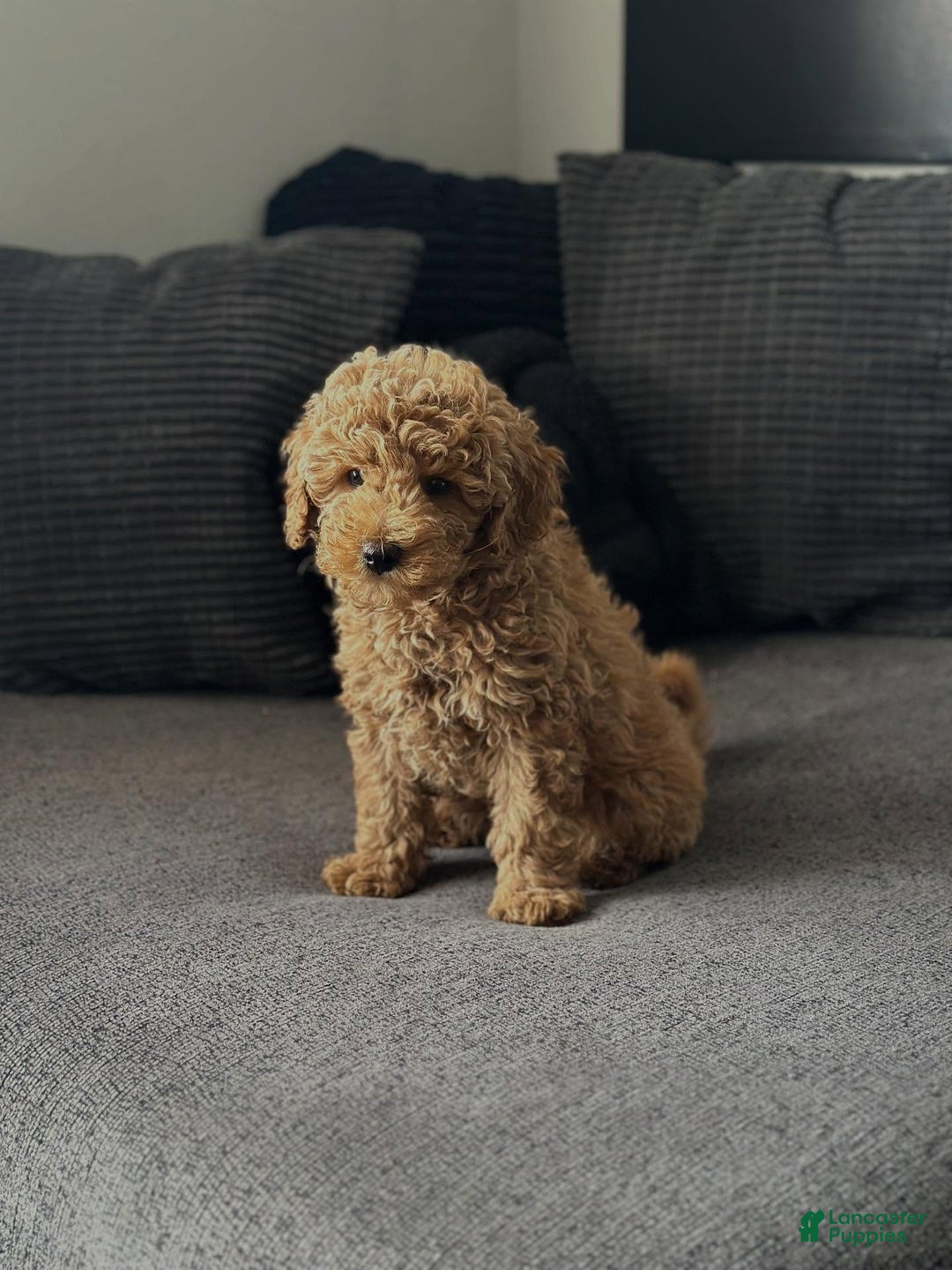 Mini Goldendoodle dogs for sale: Dedra - Ad 5