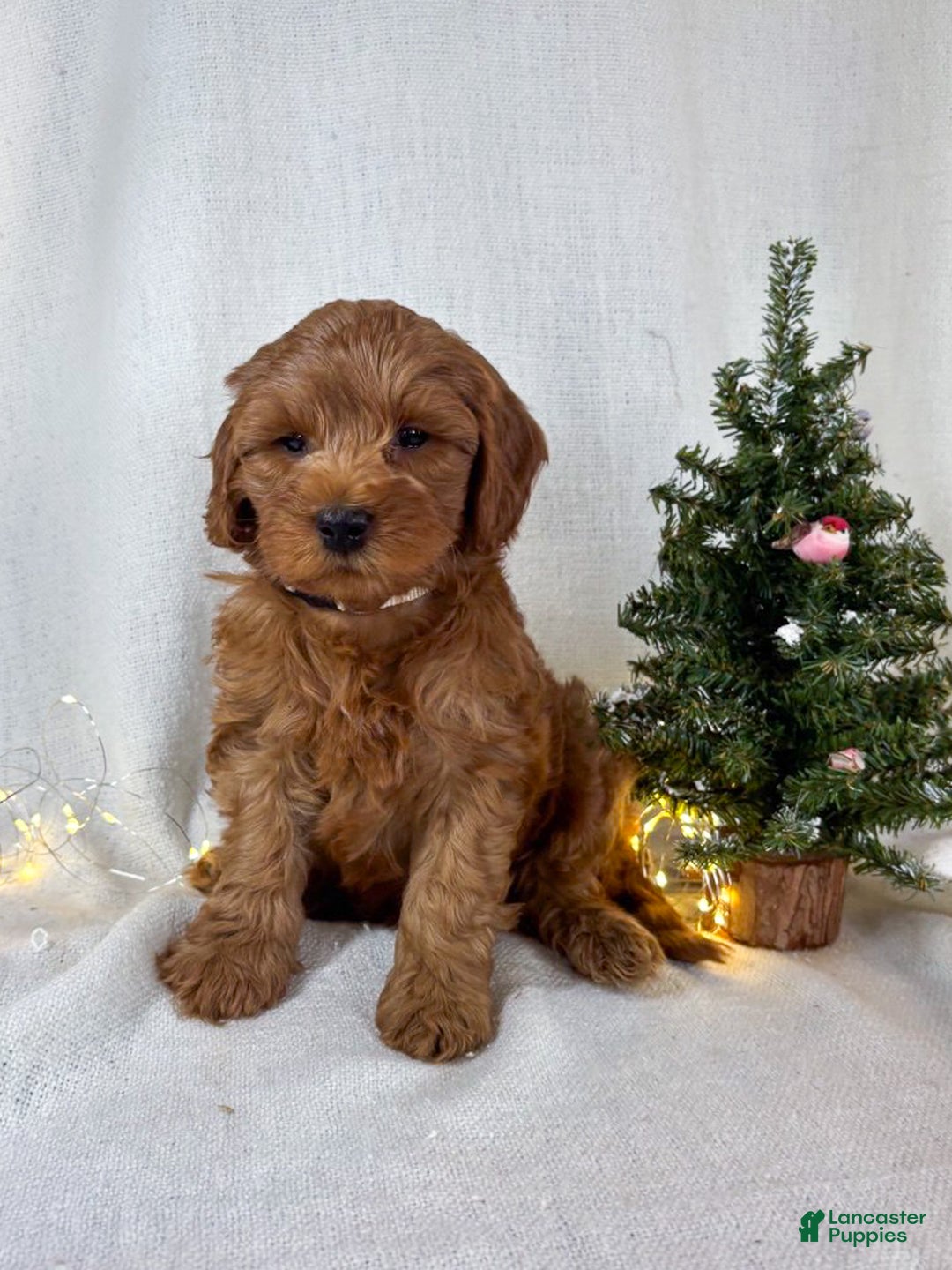 Goldendoodle dogs for sale: Max - Ad 5